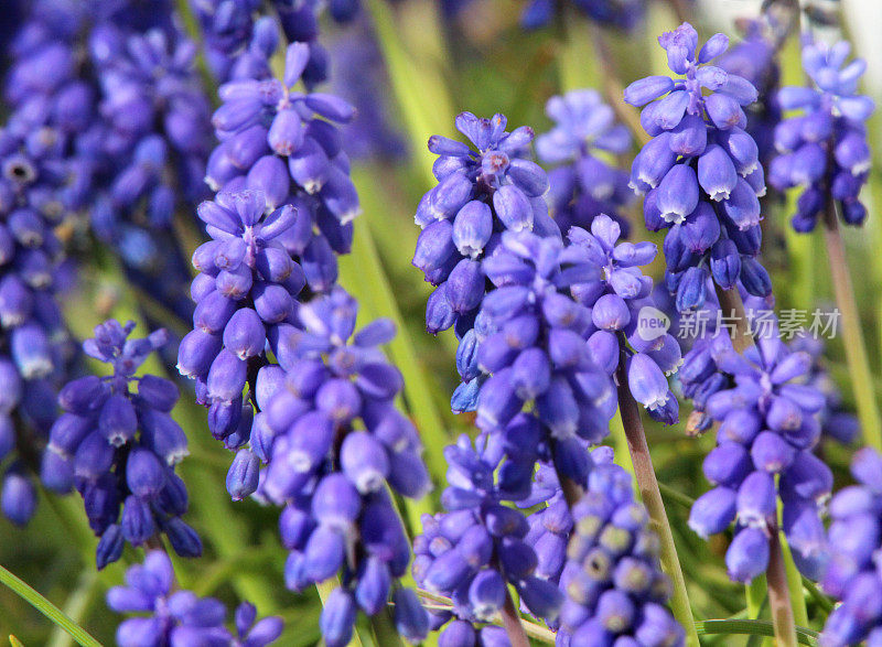 蓝紫葡萄风信子花朵特写(麝香/风信子)